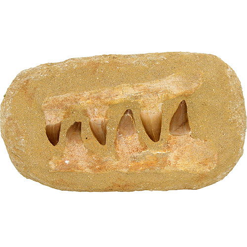 Mosasaur Teeth Composition - Image one