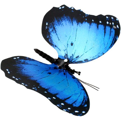 Moving Butterfly - Blue Morpho - Image one