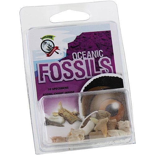 Oceanic Fossils Set - Image one