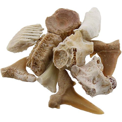 Oceanic Fossils Set - Image two