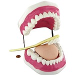 Oral Health and Hygiene Educational Anatomy Model.