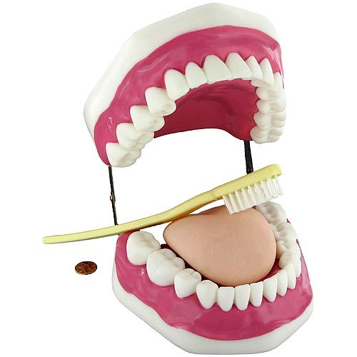 Oral Health and Hygiene Educational Anatomy Model - Image one