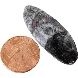 Orthoceras - 1 inch Real Fossil Photo 1
