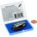 Photo of the: Orthoceras Fossil in a Box