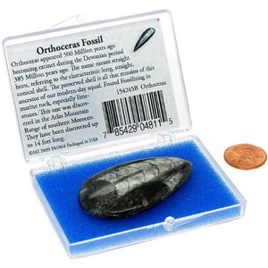 Photo of the Orthoceras Fossil in a Box