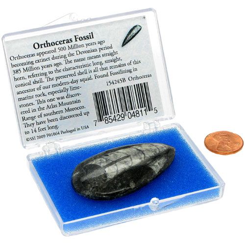 Orthoceras Fossil in a Box - Image one
