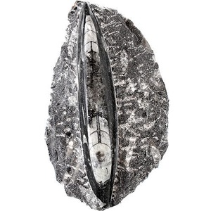 Single Orthoceras Fossil in Matrix Photo 1