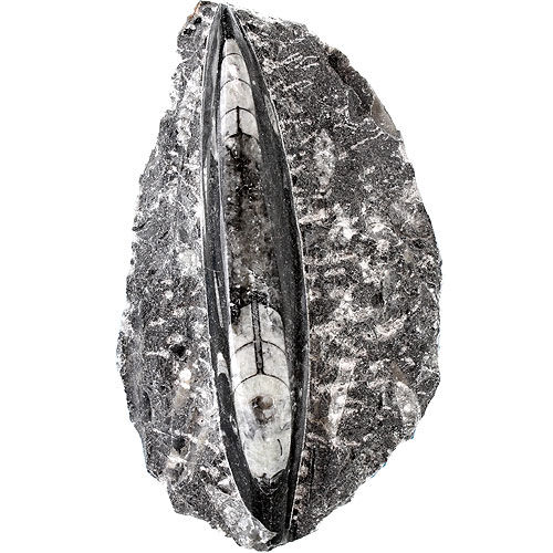 Single Orthoceras Fossil in Matrix - Image one