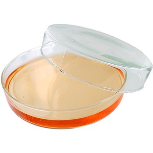 Petri Dish - 100mm Glass Photo 1