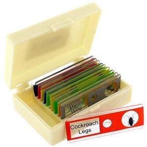 Safe Plastic Microscope Slides - Insects Photo 1