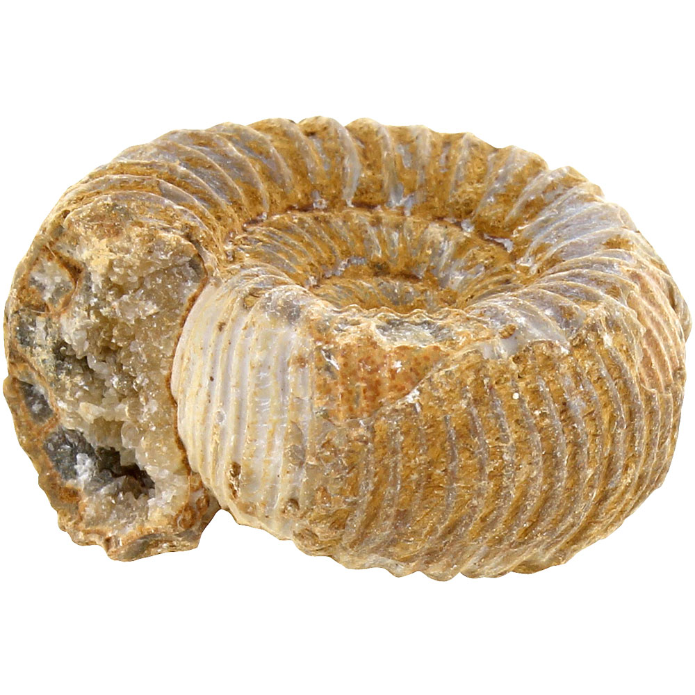 Real Ammonite Fossil - Small 1 inch - Image two