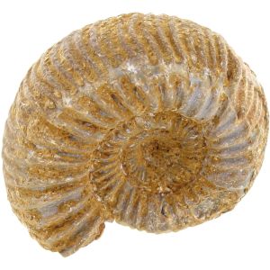 Real Ammonite Fossil - Small 1 inch - Image One
