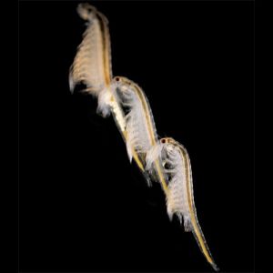 Sea Monkeys Ocean Zoo Photo 2