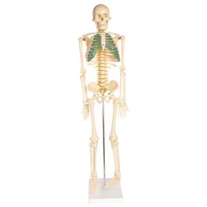 Skeleton Model With Nerves - 34 inches tall Photo 1