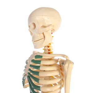 Skeleton Model With Nerves - 34 inches tall Photo 2