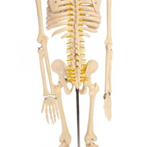 Skeleton Model With Nerves - 34 inches tall Photo 3