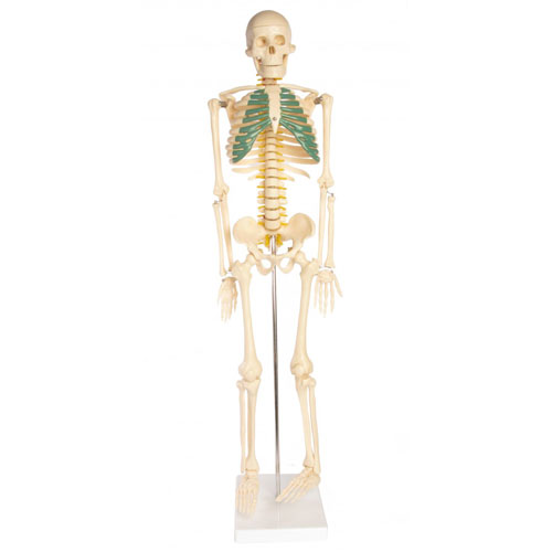 Skeleton Model With Nerves - 34 inches tall - Image one