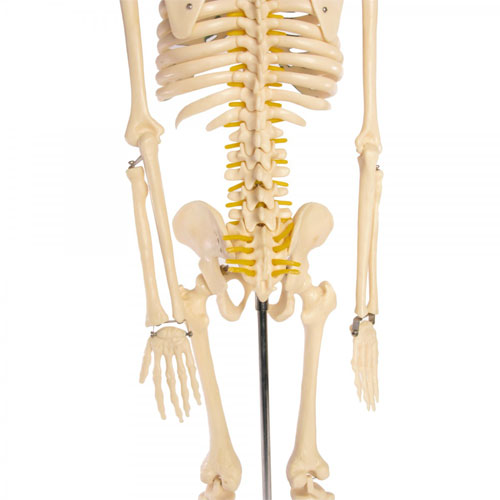 Skeleton Model With Nerves - 34 inches tall - Image three