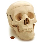 Human Skull Biology Model.