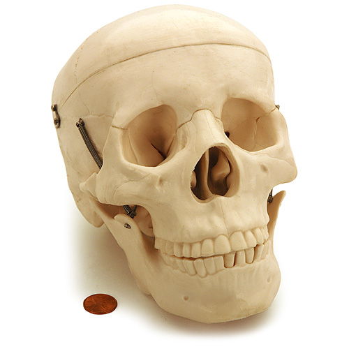 Human Skull Biology Model - Image one