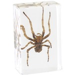Photo of the: Spider - Small Specimen