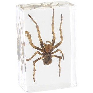 Spider - Small Specimen Photo 1