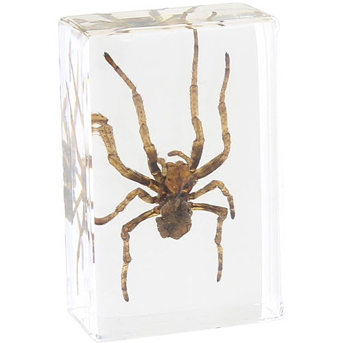 Spider - Small Specimen - Image one