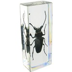 Trictenotomid Beetle.