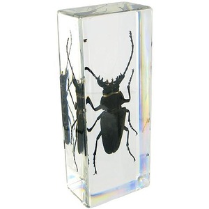 Trictenotomid Beetle Photo 1